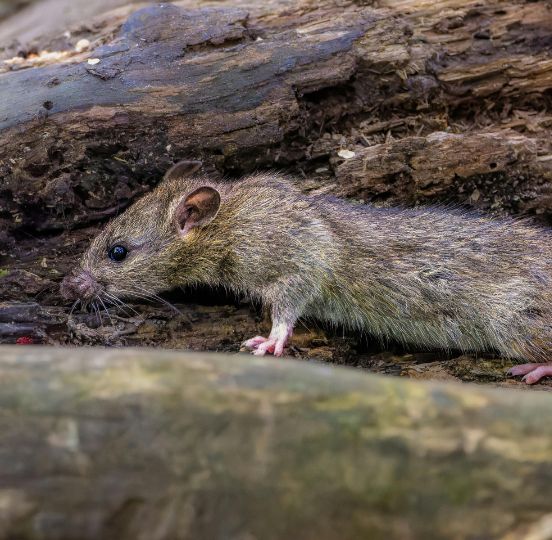 Dératisation au Pradet Dératisation au Pradet