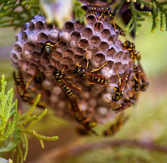 Extermination et traitement des insectes nuisibles le pradet Extermination et traitement des insectes nuisibles le pradet