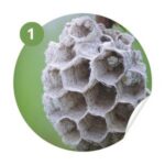 Extermination frelons - inspection du site Extermination frelons - inspection du site