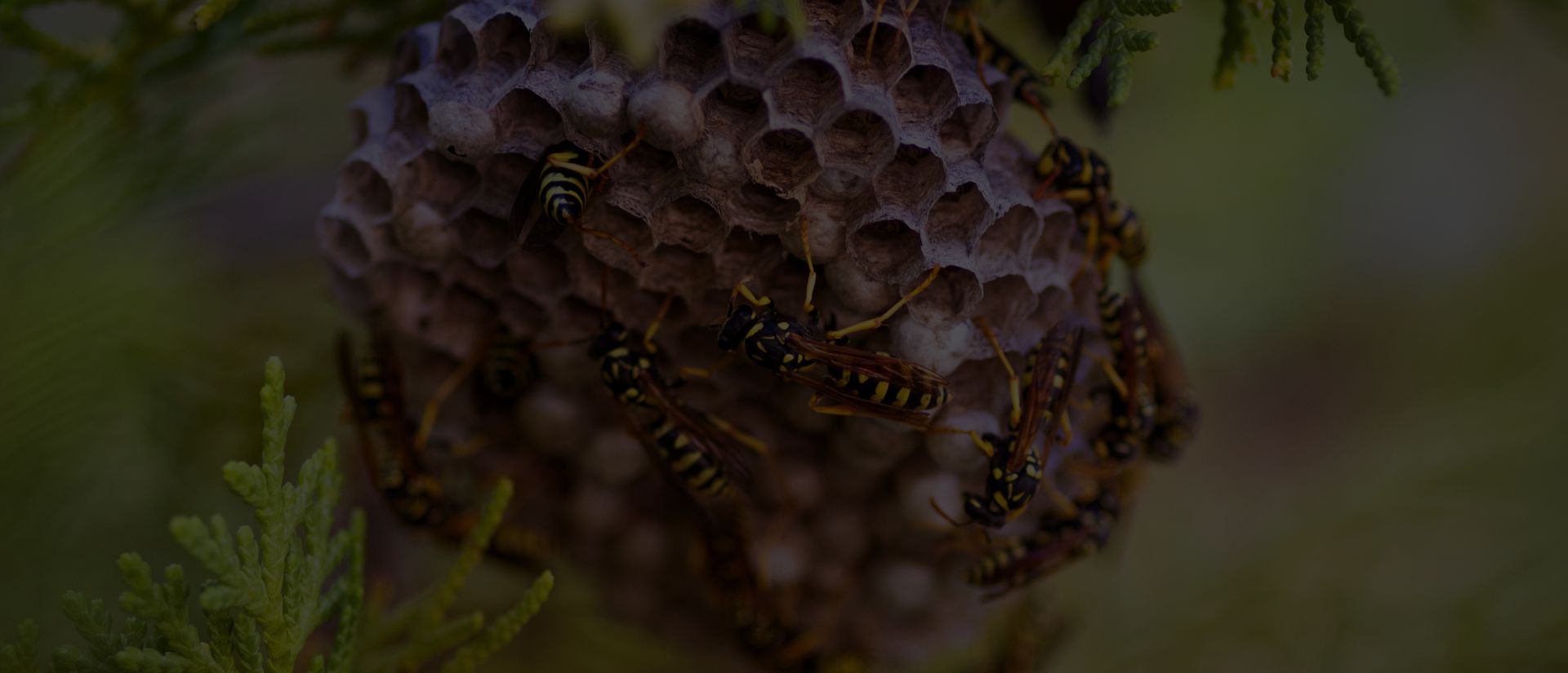 destruction frelons et guêpes Le Pradet - nuisibles le pradet