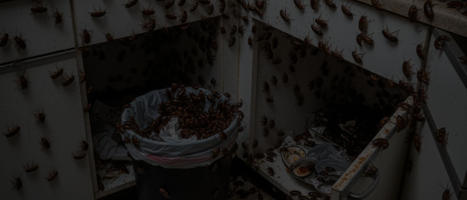 Désinsectisation cafards – Le Pradet