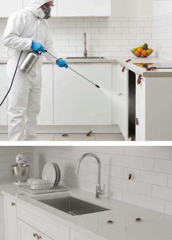 Extermination des cafards au Pradet Extermination des cafards au Pradet