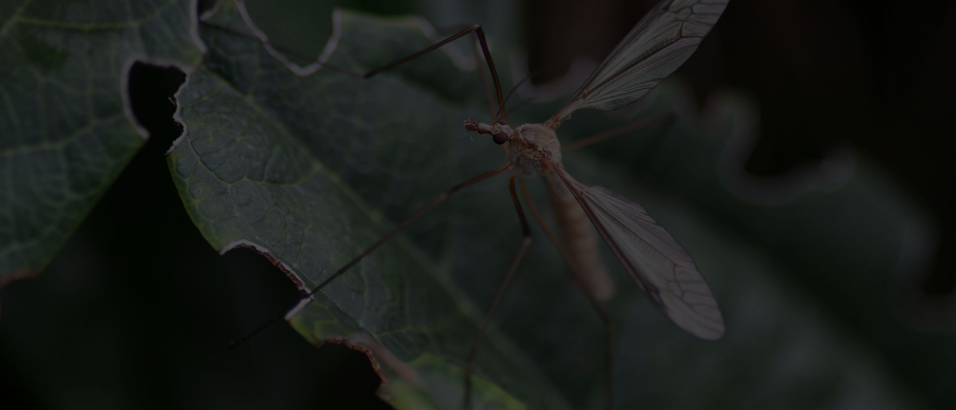 Lutte contre les moustiques toulon