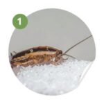 extermination des cafards le Pradet - Inspection et diagnostic extermination des cafards le Pradet - Inspection et diagnostic