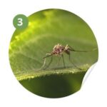 extermination des moustiques le pradet - Action durable