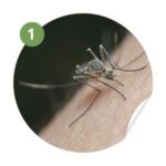 extermination des moustiques le pradet - Analyse de l’environnement