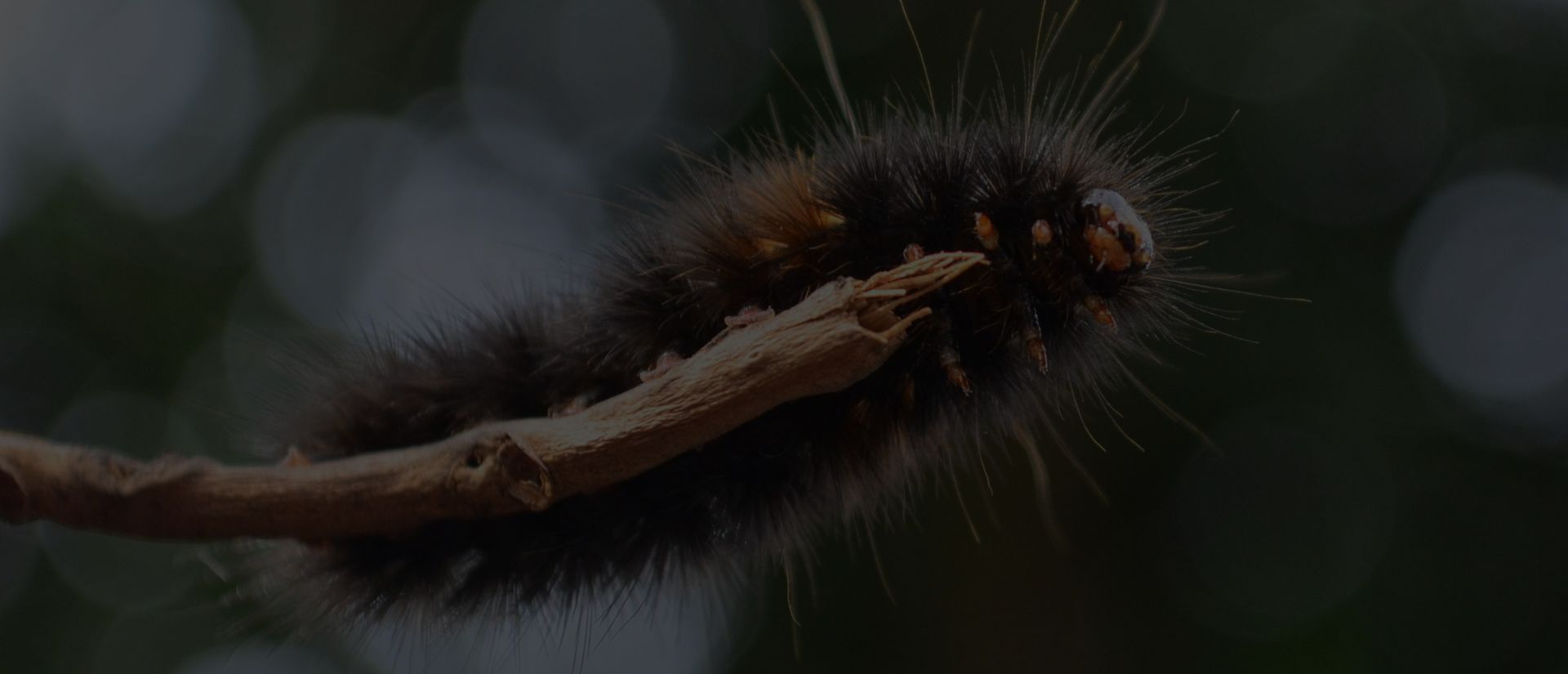 Traitement chenilles processionnaires Le Pradet