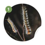 Traitement chenilles processionnaires Toulon