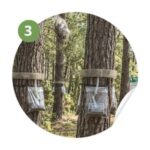 Traitement nids chenilles processionnaires toulon