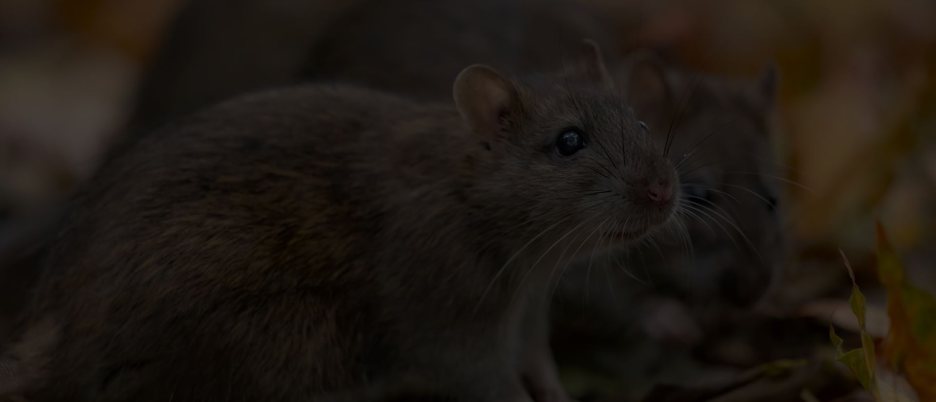 Dératisation Le Pradet