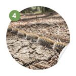 destruction nids chenilles processionnaires Le Pradet