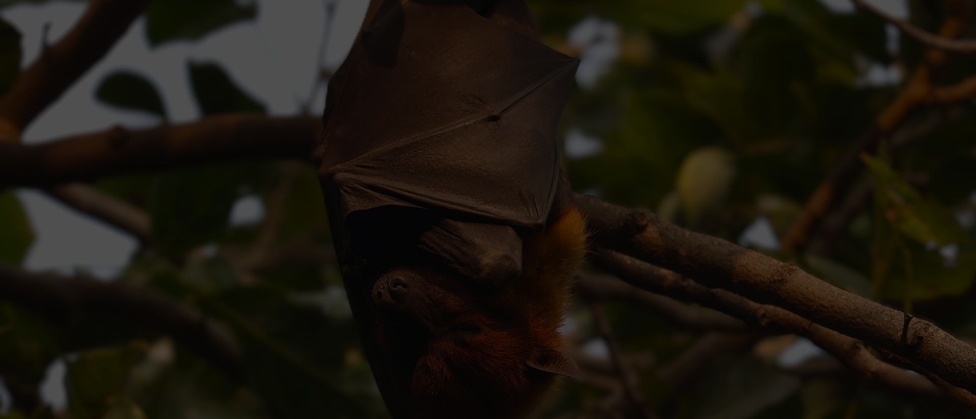 solution naturelle - désinsectisation le pradet