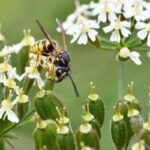 Comment se débarrasser des nuisibles Le Pradet