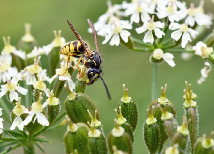 Comment se débarrasser des nuisibles Le Pradet